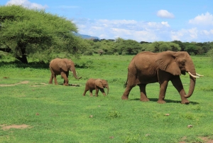 Arusha: Tarangire, Serengeti & Krater 4-tägige Luxussafari