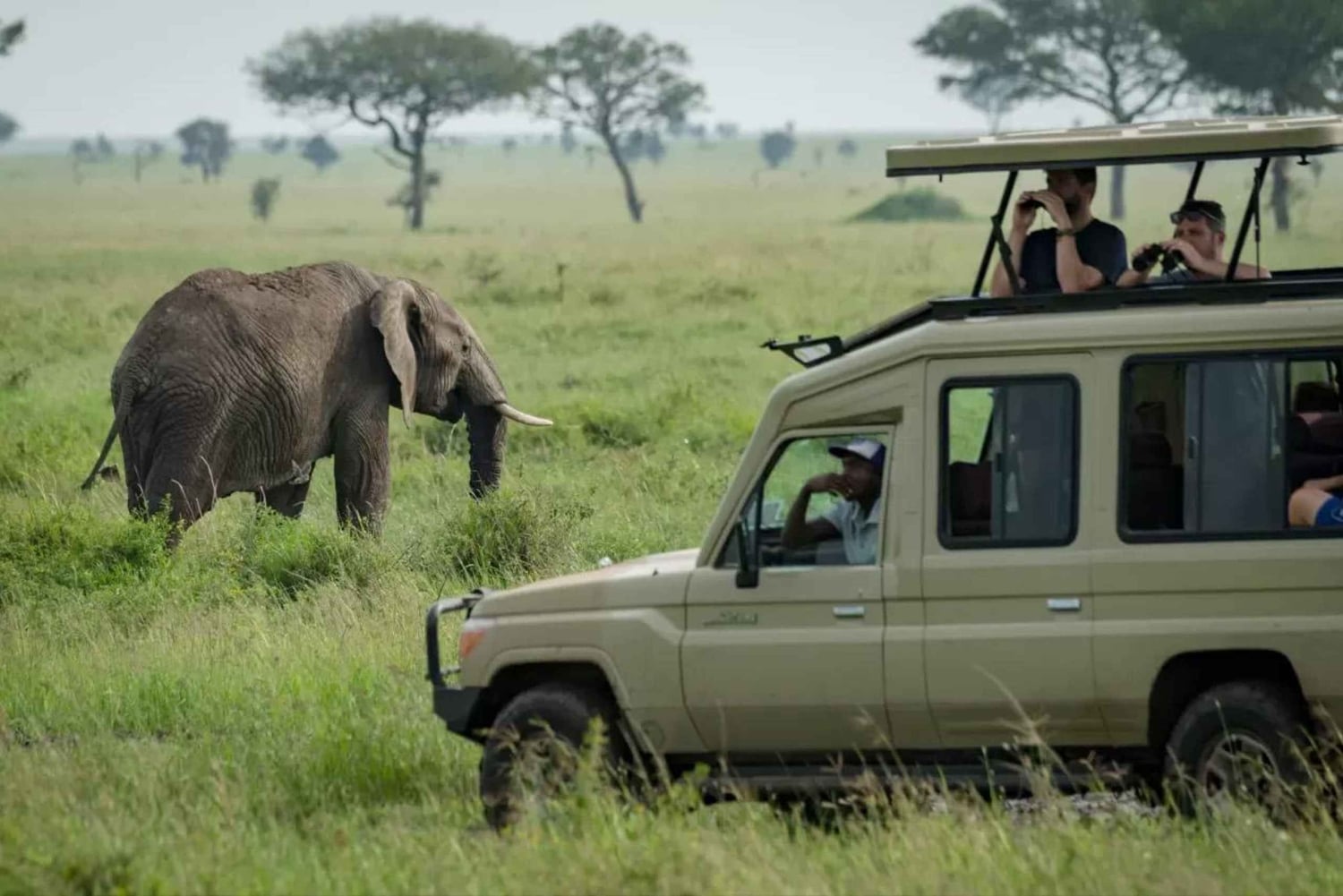 Arusha: Tarangire, Serengeti og Ngorongoro Park 6-dagers safari