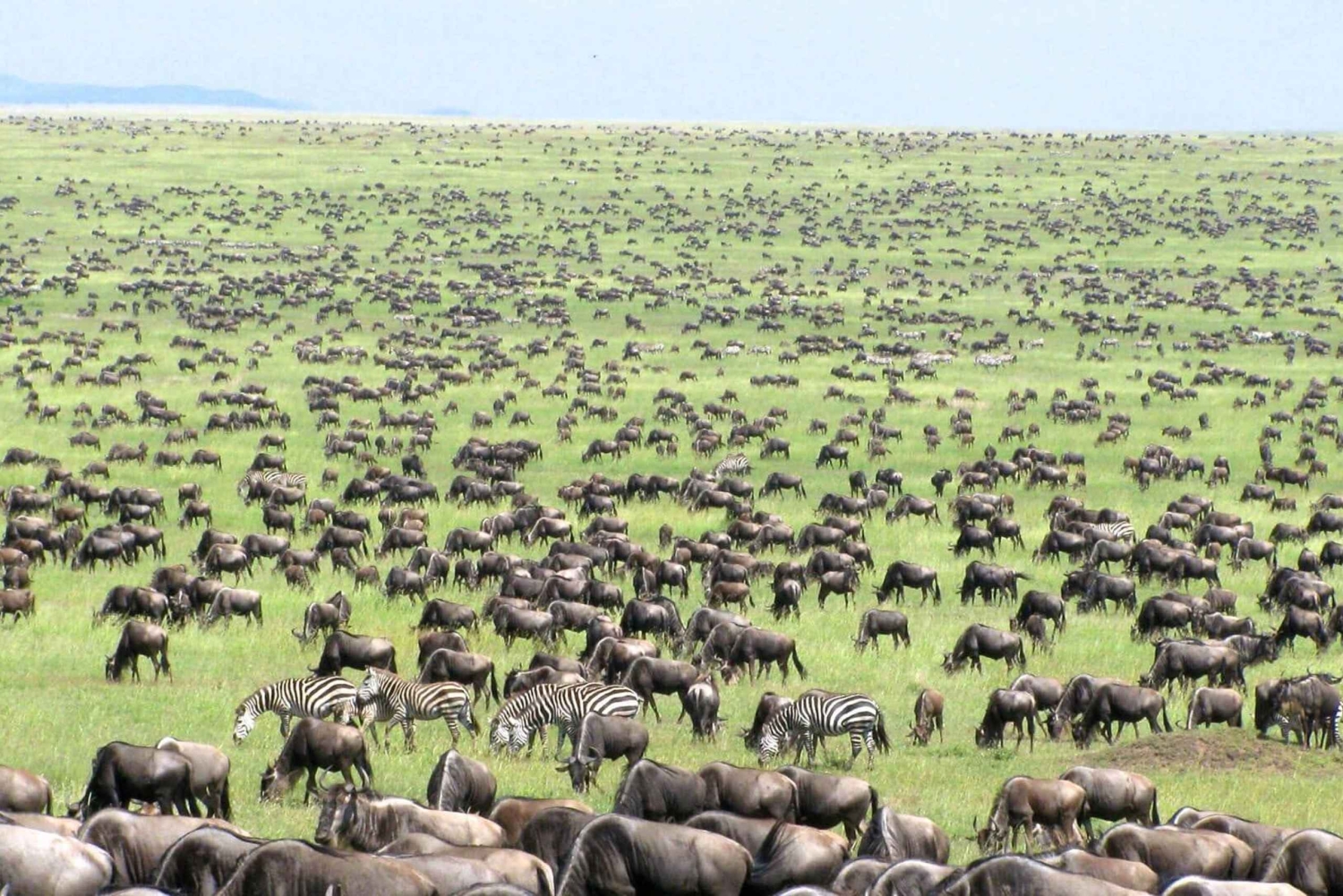 Arusha: Tarangire, Serengeti og Ngorongoro Park 6-dagers safari