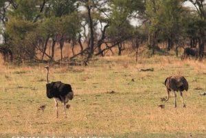 Arusha: Tarangire, Serengeti og Ngorongoro Park 6-dagers safari