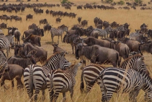 Arusha: Tarangire, Serengeti og Ngorongoro Park 6-dagers safari