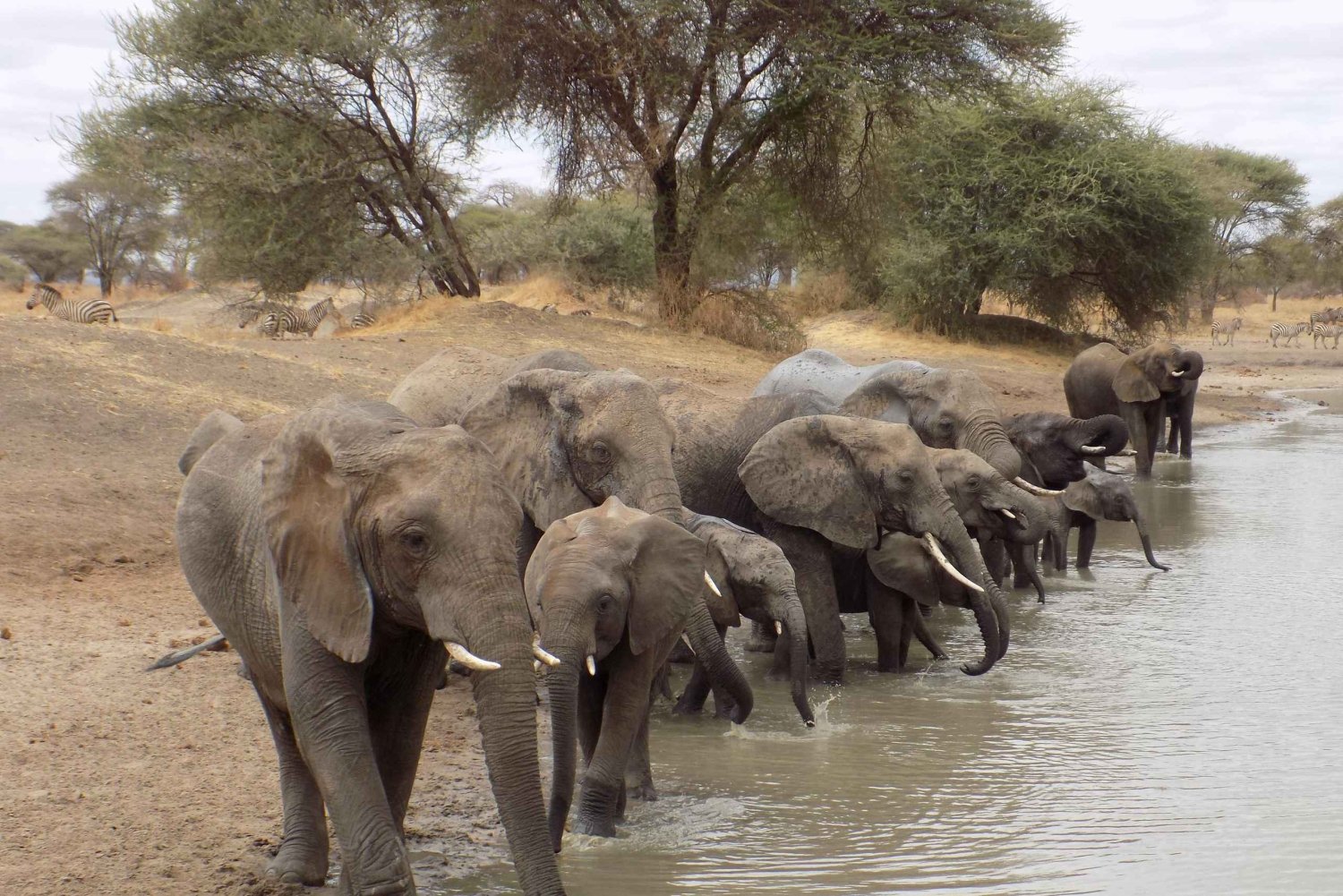 Arusha till: 3-dagars Lake Manyara, Ngorongoro och Tarangire ...