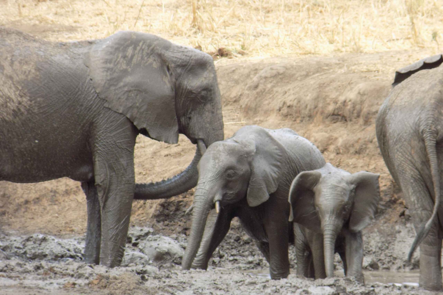 アルーシャからマニヤラ湖、ンゴロンゴロ、タランギーレ3日間 ...