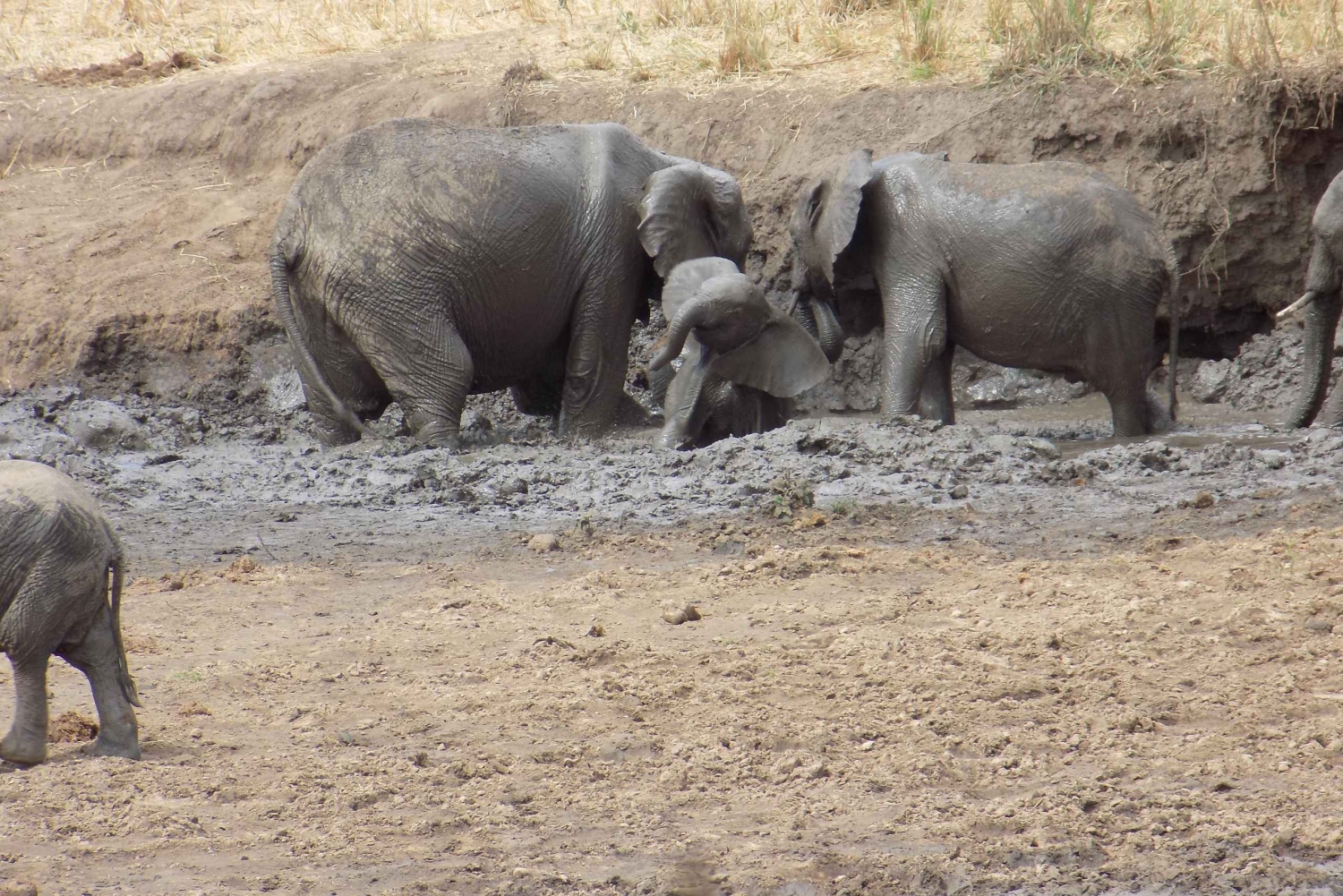 アルーシャからマニヤラ湖、ンゴロンゴロ、タランギーレ3日間 ...