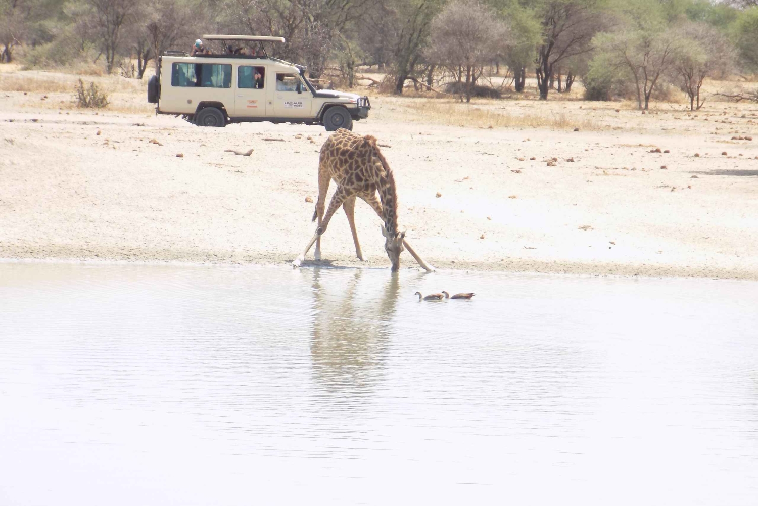 アルーシャからマニヤラ湖、ンゴロンゴロ、タランギーレ3日間 ...