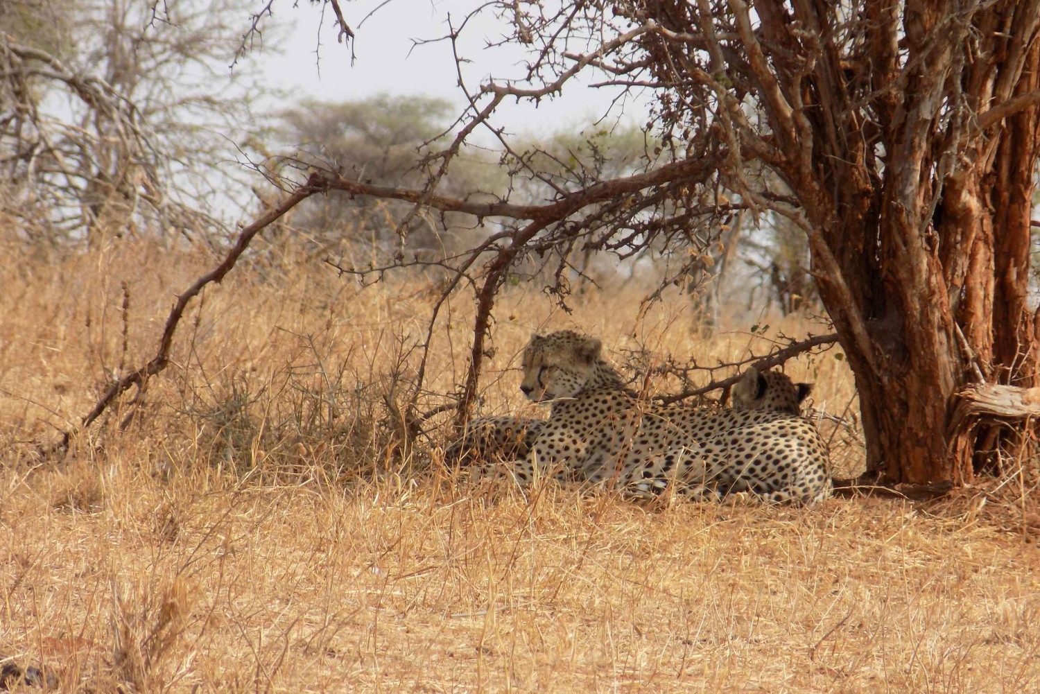 アルーシャからマニヤラ湖、ンゴロンゴロ、タランギーレ3日間 ...