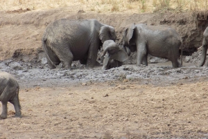 アルーシャからマニヤラ湖、ンゴロンゴロ、タランギーレ3日間 ...