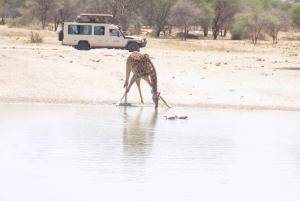 アルーシャからマニヤラ湖、ンゴロンゴロ、タランギーレ3日間 ...