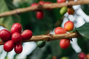 Arusha: Traditionell kaffeberedning (kaffetur)