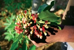 Basis Zanzibar:Spice Farm, Masingini Forest&StoneTown Tour