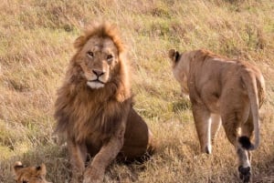 Il miglior safari di 2 giorni in Tanzania a Tarangire e al Cratere di Ngorongoro