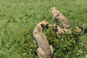 Il miglior safari di 2 giorni in Tanzania a Tarangire e al Cratere di Ngorongoro