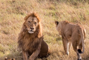 Paras 2-päiväinen Tansanian safari Tarangiren ja Ngorongoron kraatteriin