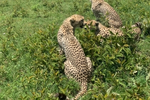 Paras 2-päiväinen Tansanian safari Tarangiren ja Ngorongoron kraatteriin