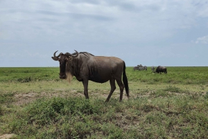 4 dagen om de majestueuze berg Meru te ervaren - Arusha