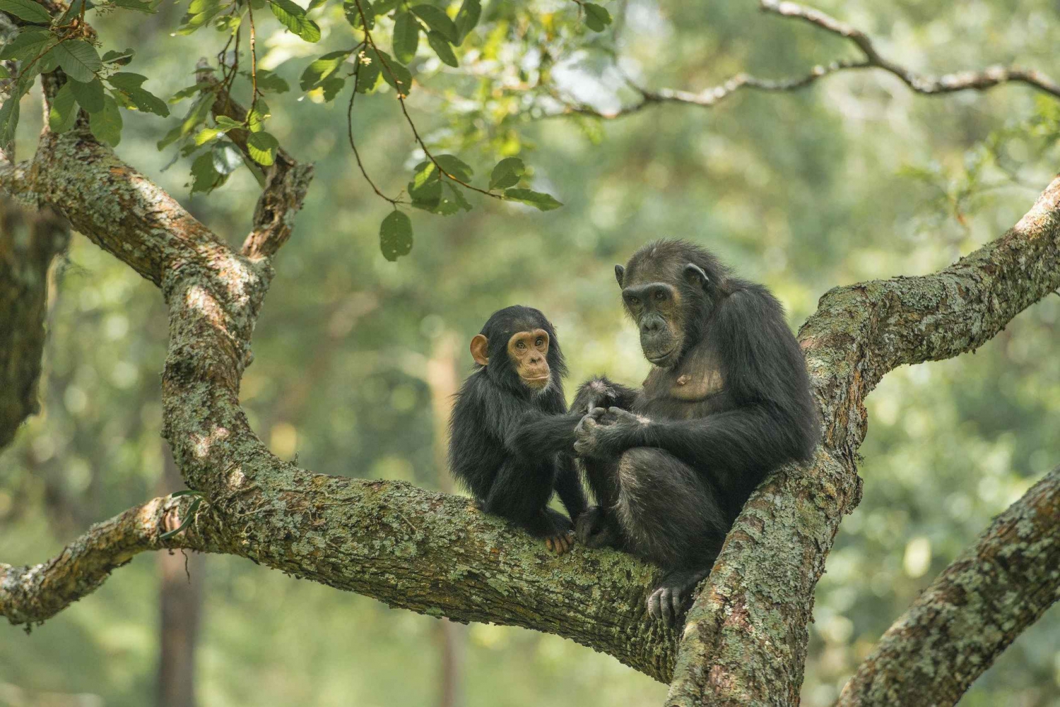 Bästa dagstur schimpansresa från kigoma stad