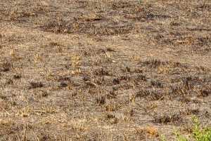 Paras päiväretki safari Sansibarilta Mikumin puistoon lentäen