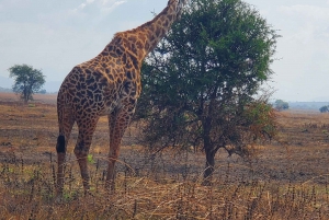 Paras päiväretki safari Sansibarilta Mikumin puistoon lentäen