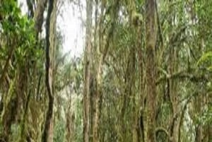 Best Kilimanjaro Day Hike With Car Shira Plateau experience