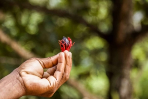 Det bästa av Zanzibar: kryddtur och besök i Stone Town