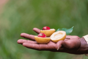 Det bästa av Zanzibar: kryddtur och besök i Stone Town
