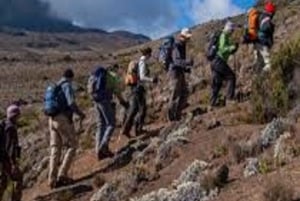 Desde Arusha/Moshi: Excursión de un día al Kilimanjaro por la Ruta de Marangu