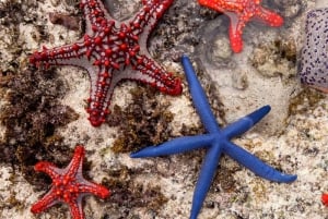 Lagon bleu, île de Kwale, visite des étoiles de mer, plongée en apnée