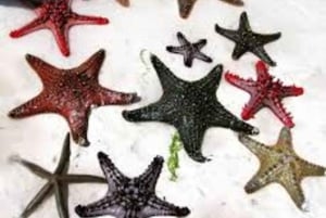 ブルーラグーン・シュノーケリング、スターフィッシュ＆ザ・ロック・レストラン訪問