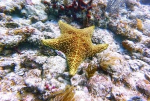 Seestern-Abenteuer, The Rock, Kuza-Höhle, Salaam-Höhle-Tour