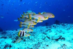 Seestern-Abenteuer, The Rock, Kuza-Höhle, Salaam-Höhle-Tour
