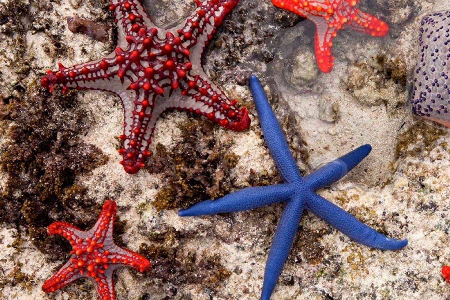 Blue Lagoon, Starfish Adventure, The Rock, Kaefunk Beach