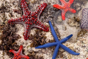 Blue Lagoon, Starfish Adventure, The Rock, Kuza Paje Beach