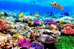 Blue Lagoon, Starfish Tour, The Rock, Paje Beach, Jozani