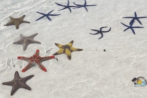 Sjøstjerner i den blå lagunen, svømming med skilpadder, Jozani-skogen og The Rock