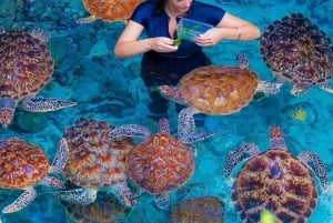 Sjøstjerner i den blå lagunen, svømming med skilpadder, Jozani-skogen og The Rock