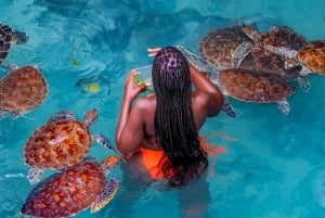 Sjøstjerner i den blå lagunen, svømming med skilpadder, Jozani-skogen og The Rock