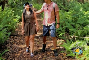 Sjøstjerner i den blå lagunen, svømming med skilpadder, Jozani-skogen og The Rock