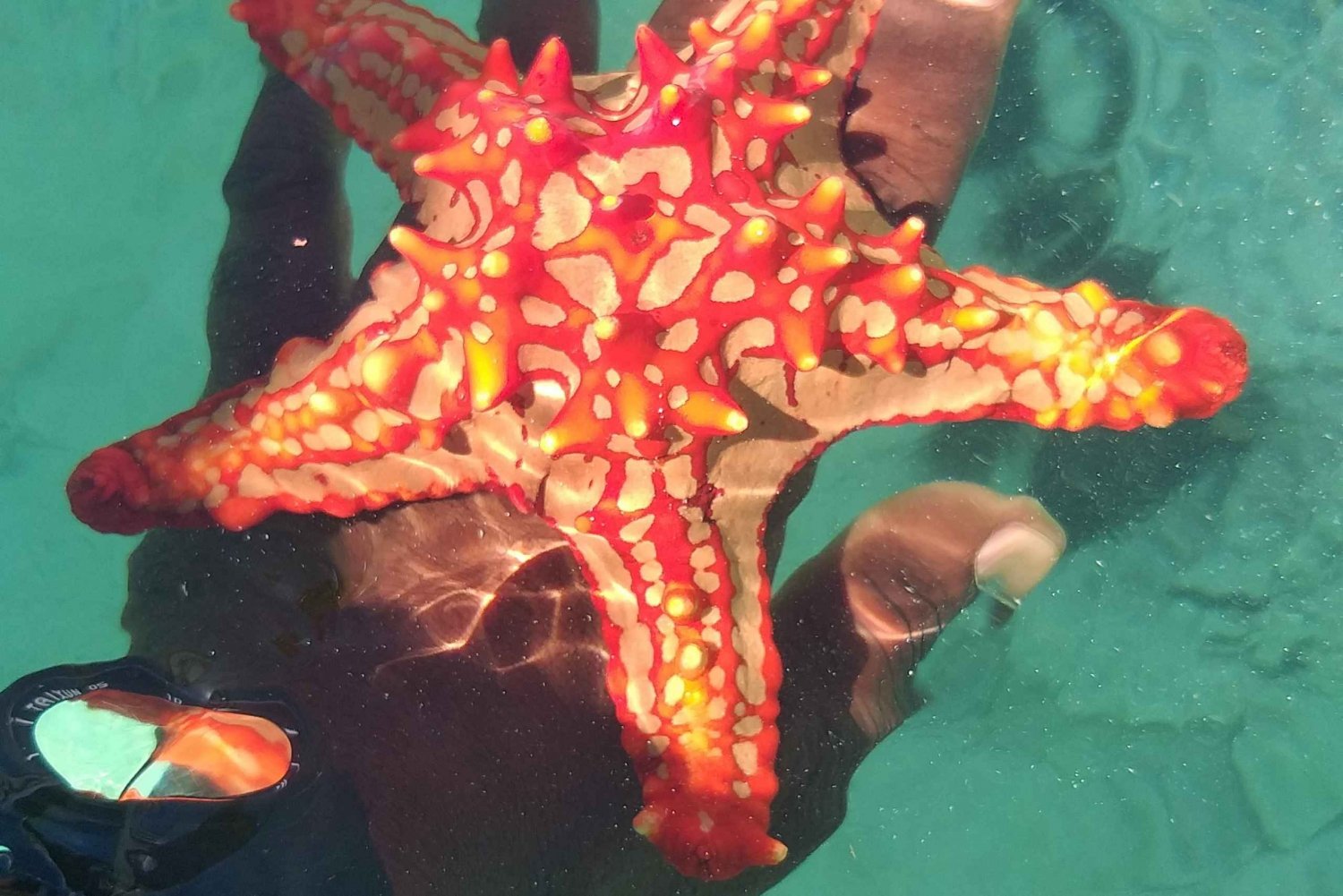 Zanzibar: Blue lagoon & Starfish