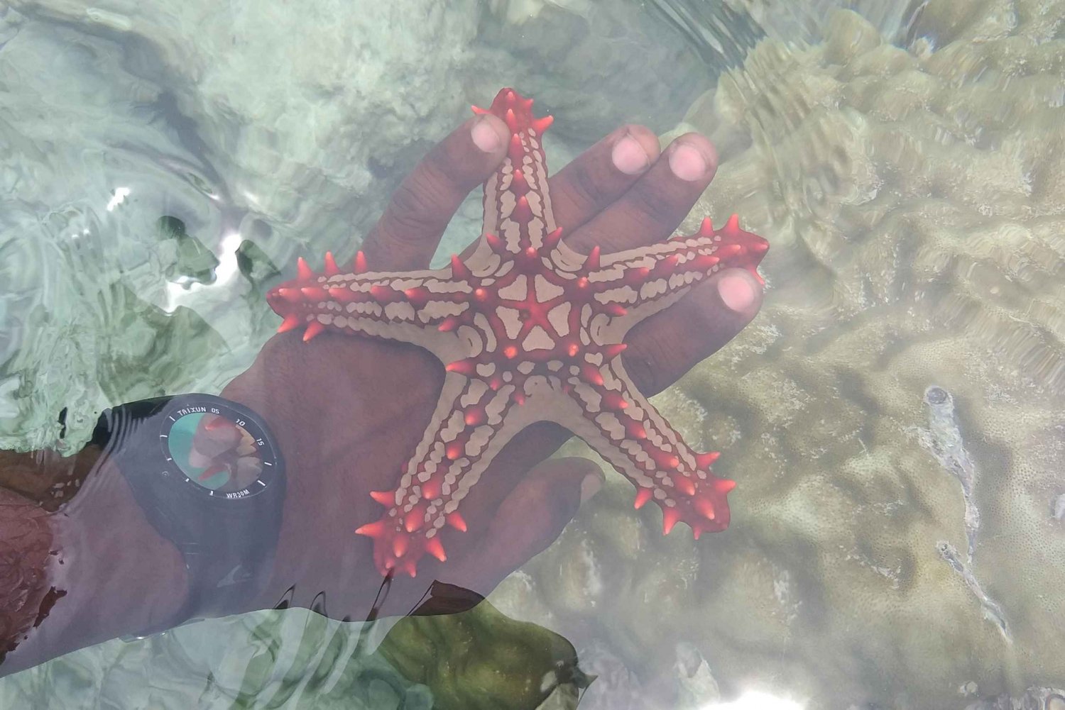 Zanzibar: Blue lagoon & Starfish