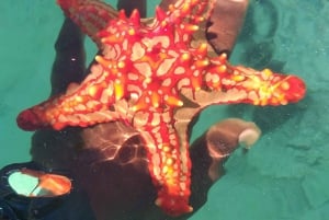 Zanzibar: Blue lagoon & Starfish