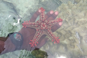 Zanzibar: Blue lagoon & Starfish