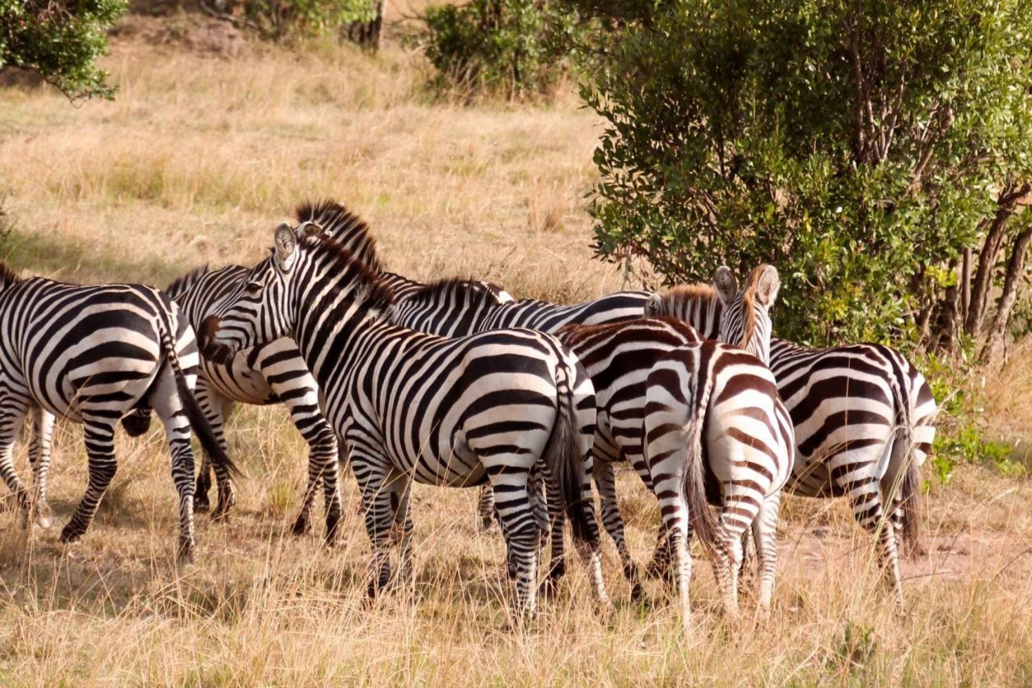 Budżetowe 3-dniowe safari: Tarangire i Manyara