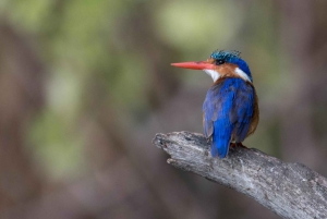 Arusha:Canoeing/Kayaking &/or Cycling Adventure (with Lunch)