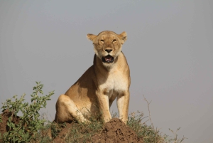 Billig 2-nætters Serengeti-oplevelse