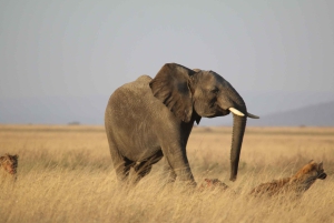 Billig 2-nætters Serengeti-oplevelse