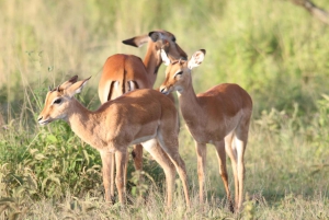 Billig 2-nætters Serengeti-oplevelse