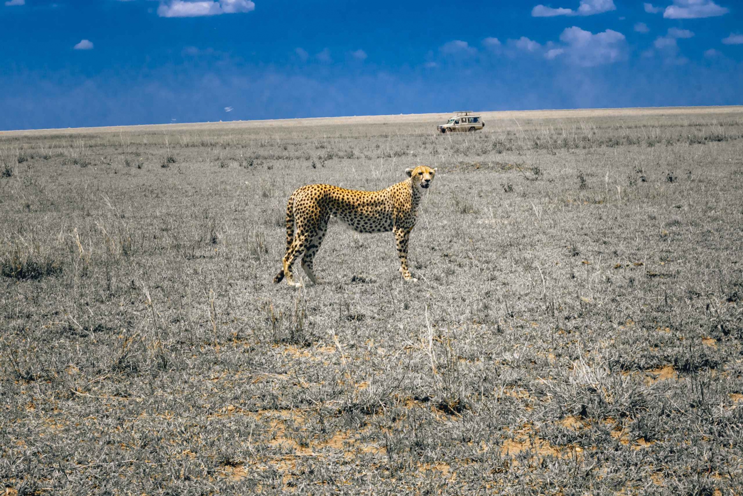 Cheetah Adventure Safari in Tanzania