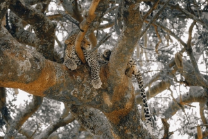 Cheetah Adventure Safari in Tanzania