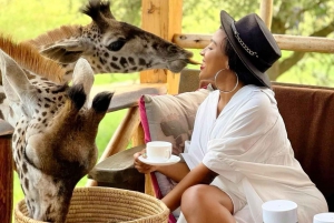 Chemka Hotsprings og servalernes dyreliv Privat dagstur