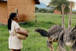 Chemka Hotsprings og servalernes dyreliv Privat dagstur